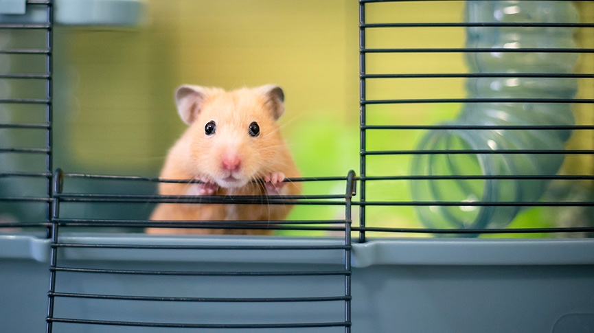 把哈姆太郎帶回家-如何挑選倉鼠籠-飼養倉鼠終極指南